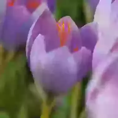 Speciosus SSP Speciosus